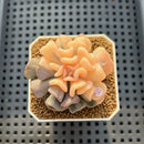 Echeveria 'Cubic Frost' Variegated 2" Succulent Plant Cutting