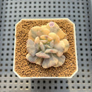 Echeveria 'Cubic Frost' Variegated 2" Succulent Plant Cutting