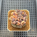 Echeveria 'Cubic Frost' Variegated 2" Succulent Plant Cutting