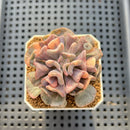 Echeveria 'Cubic Frost' Variegated 2" Succulent Plant Cutting