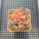Echeveria 'Cubic Frost' Variegated 2" Succulent Plant Cutting