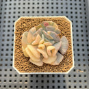 Echeveria 'Cubic Frost' Variegated 2" Succulent Plant Cutting