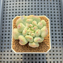 Echeveria 'Heart Ball' 2" Succulent Plant Cutting