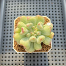 Echeveria 'Heart Ball' 2" Succulent Plant Cutting