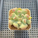 Echeveria 'Heart Ball' 2" Succulent Plant Cutting