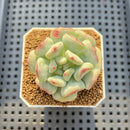 Echeveria 'Heart Ball' 2" Succulent Plant Cutting
