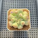 Echeveria 'Heart Ball' 2" Succulent Plant Cutting