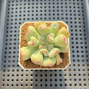 Echeveria 'Heart Ball' 2" Succulent Plant Cutting