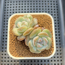 Echeveria 'Glass Slippers' 2"-3" New Hybrid Succulent Plant Cutting