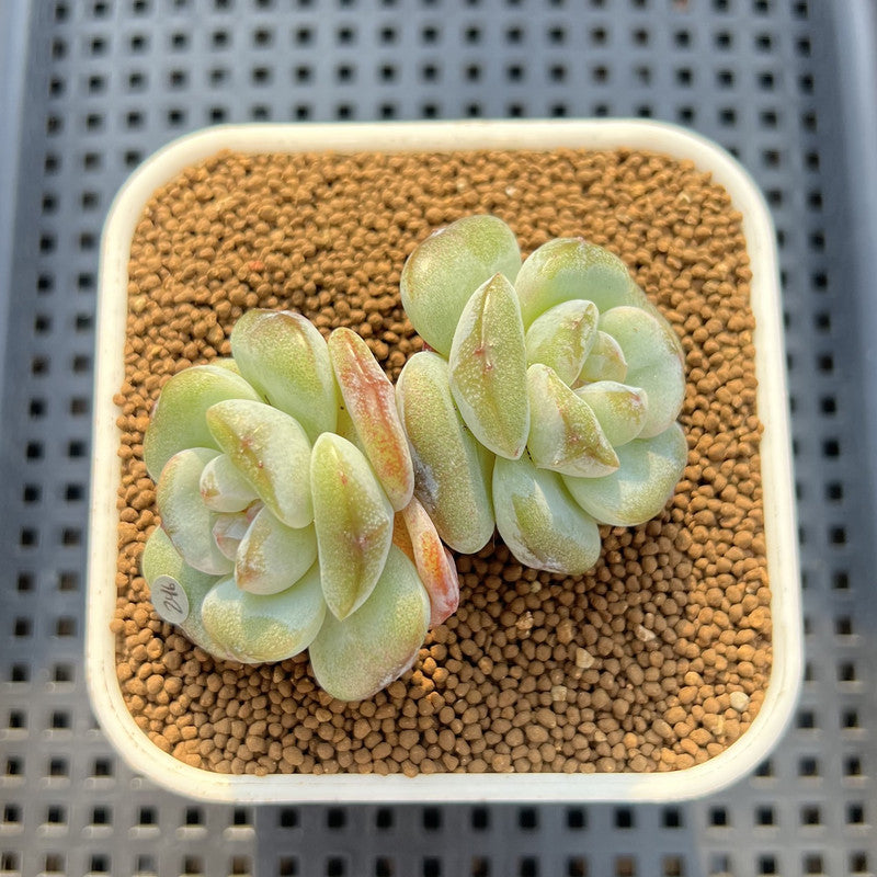 Echeveria 'Glass Slippers' 2"-3" New Hybrid Succulent Plant Cutting