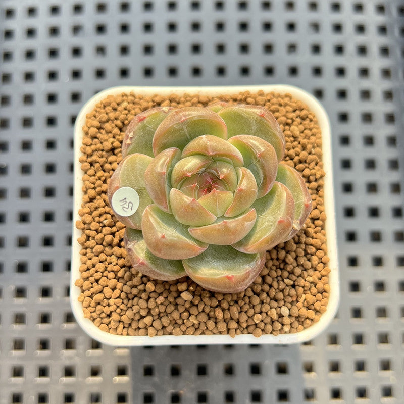 Echeveria 'Lobelia' 1" New Hybrid Succulent Plant Cutting