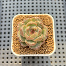 Echeveria 'Lobelia' 1" New Hybrid Succulent Plant Cutting