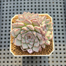 Echeveria 'Alice Blue' 2" Succulent Plant Cutting