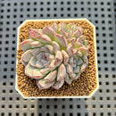Echeveria 'Alice Blue' 2" Succulent Plant Cutting