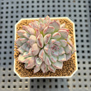 Echeveria 'Alice Blue' 2" Succulent Plant Cutting