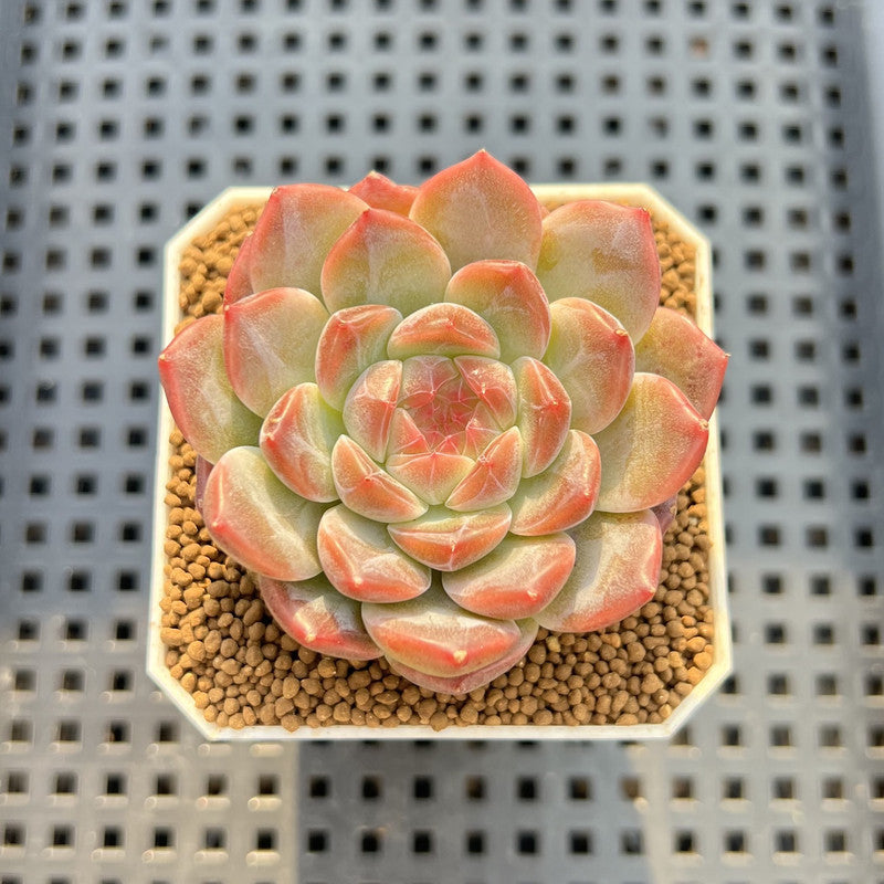 Echeveria 'Watermelon' 2" Succulent Plant Cutting