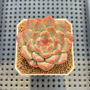 Echeveria 'Watermelon' 2" Succulent Plant Cutting