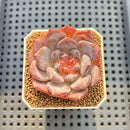 Echeveria 'Pumpkin' Jelly Type 2" Succulent Plant Cutting