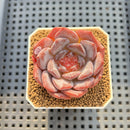 Echeveria 'Pumpkin' Jelly Type 2" Succulent Plant Cutting