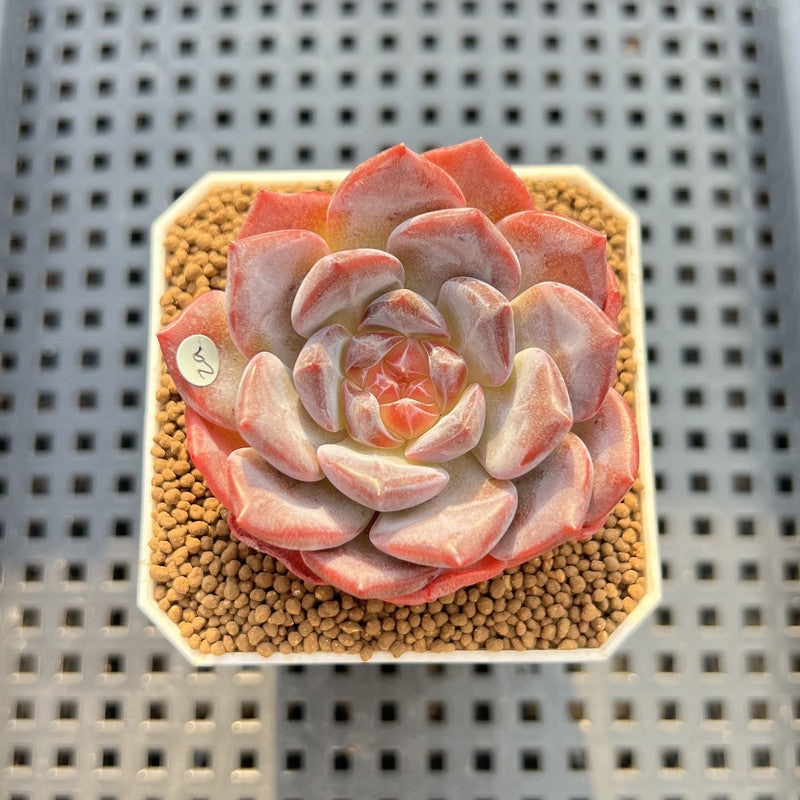 Echeveria 'Pumpkin' Jelly Type 2" Succulent Plant Cutting