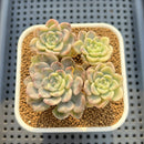 Echeveria 'Tinkerbell' Variegated 2" Succulent Plant Cutting