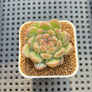 Echeveria 'Snowflake' 2" Succulent Plant Cutting