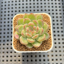 Echeveria 'Snowflake' 2" Succulent Plant Cutting
