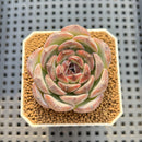 Echeveria 'Dark Opal' 2" Succulent Plant Cutting