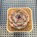 Echeveria 'Dark Opal' 2" Succulent Plant Cutting