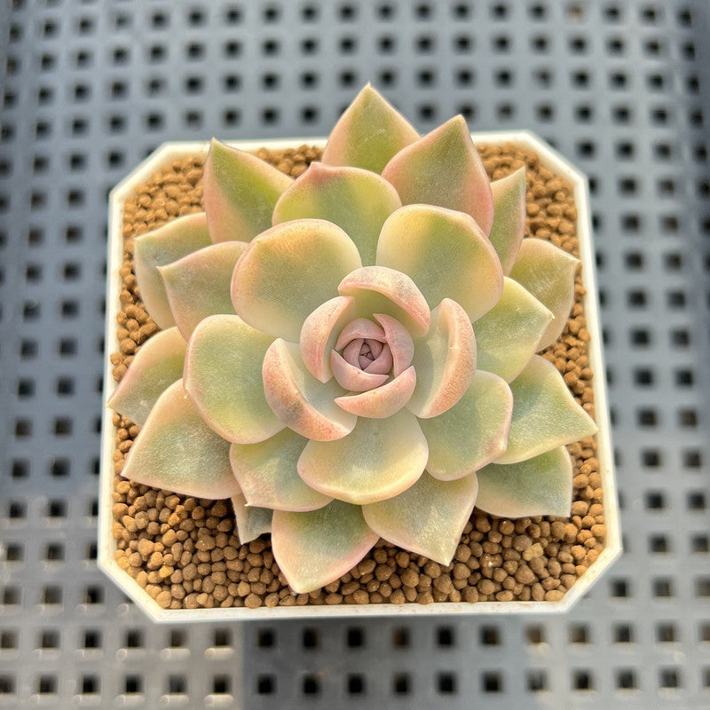 Echeveria 'Tynie Burger' Variegated 2" Succulent Plant Cutting