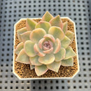 Echeveria 'Tynie Burger' Variegated 2" Succulent Plant Cutting