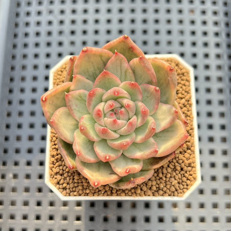 Echeveria Agavoides 'Groshi' Variegated 2"-3" Succulent Plant Cutting