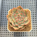 Echeveria Agavoides 'Groshi' Variegated 2"-3" Succulent Plant Cutting