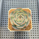 Echeveria 'Blue Rabbit' 2" Succulent Plant Cutting