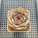 Echeveria 'Dark Opal' 2" Succulent Plant Cutting