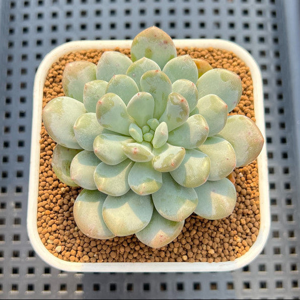 Echeveria 'Cream Bubble' 2" Succulent Plant Cutting