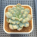 Echeveria 'Cream Bubble' 2" Succulent Plant Cutting