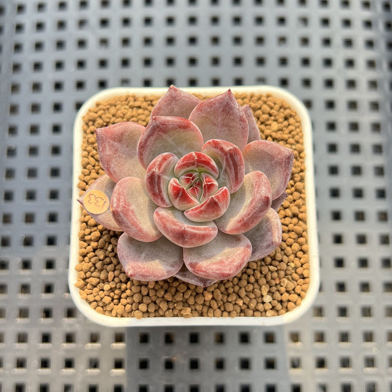 Echeveria 'Purple Abyss' 2" Succulent Plant Cutting