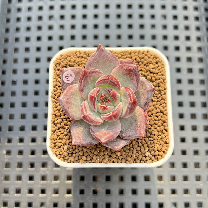 Echeveria 'Purple Abyss' 2" Succulent Plant Cutting