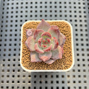 Echeveria 'Purple Abyss' 2" Succulent Plant Cutting