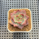 Echeveria 'Purple Abyss' 2" Succulent Plant Cutting