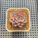 Echeveria 'Hype Boy' 2" New Hybrid Succulent Plant Cutting