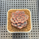 Echeveria 'Hype Boy' 2" New Hybrid Succulent Plant Cutting