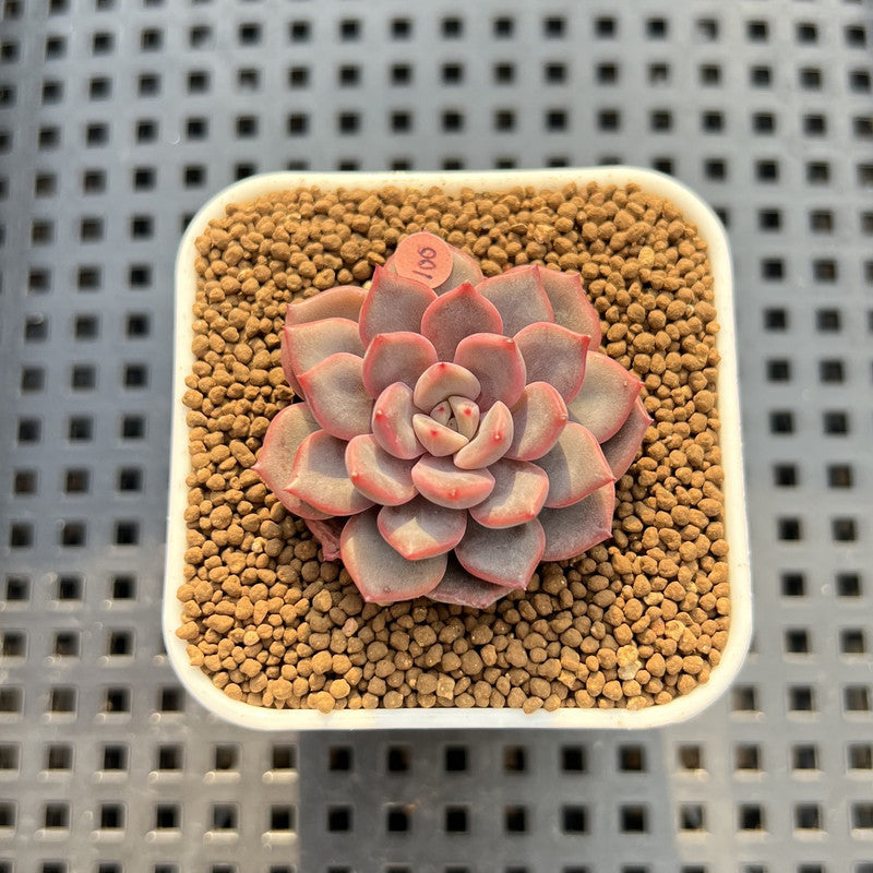 Echeveria 'Hype Boy' 2" New Hybrid Succulent Plant Cutting