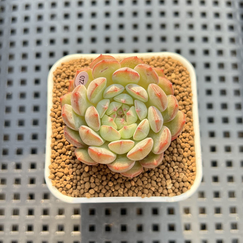 Echeveria 'Geumjak' 1" New Hybrid Succulent Plant Cutting