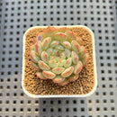 Echeveria 'Geumjak' 1" New Hybrid Succulent Plant Cutting