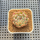Echeveria 'Geumjak' 1" New Hybrid Succulent Plant Cutting
