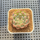 Echeveria 'Geumjak' 1" New Hybrid Succulent Plant Cutting
