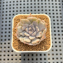 Echeveria 'Vampire' Variegated 1"-2" Succulent Plant Cutting