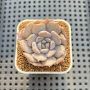 Echeveria 'Vampire' Variegated 1"-2" Succulent Plant Cutting